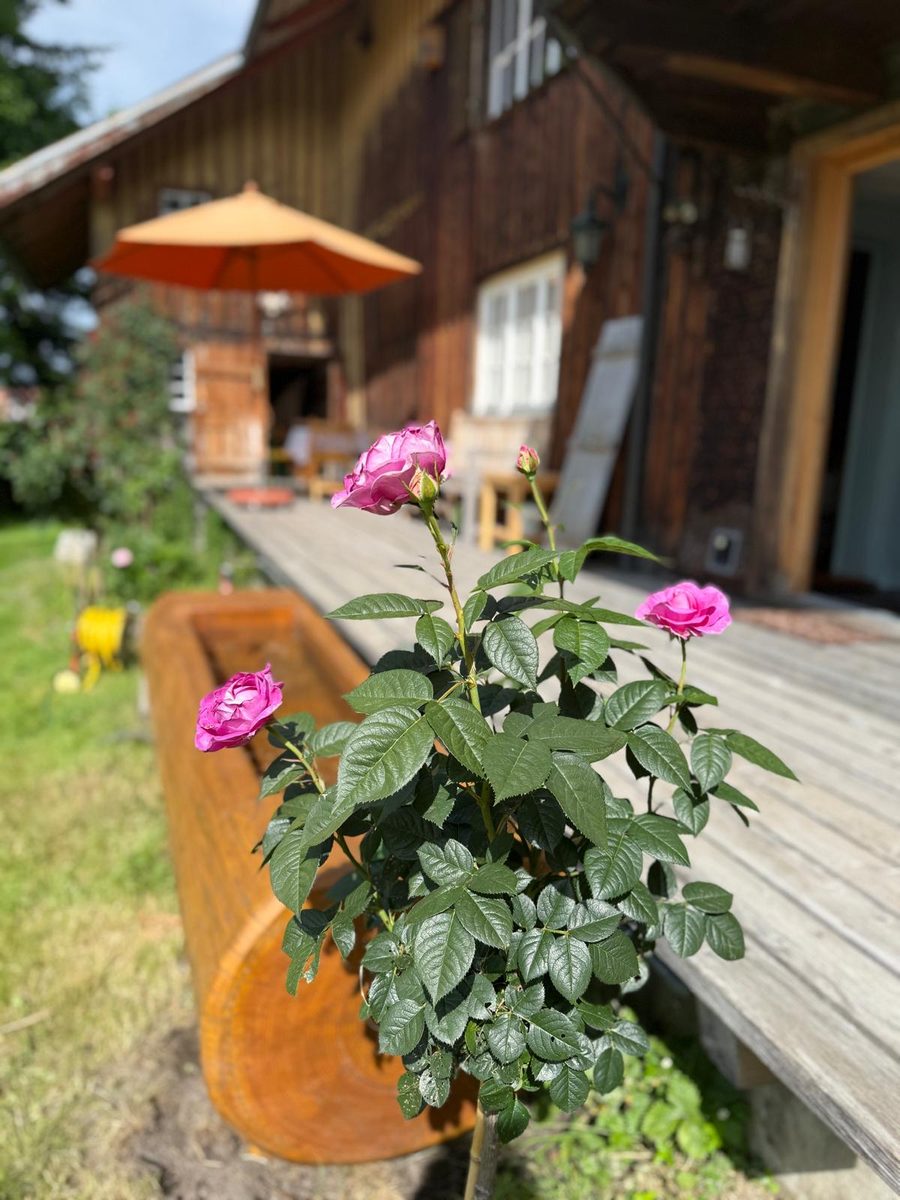 Rosen Terrasse Mesnerhaus Allgäu